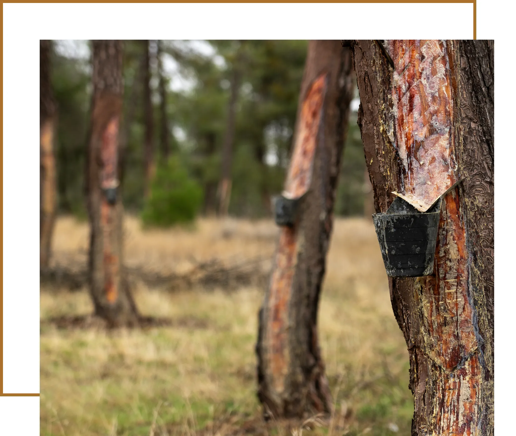 Oleo Pine Derivatives